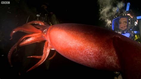 They also are free-swimming creatures and exhibit schooling behavior similar to many species of fish. . Humboldt squid attack